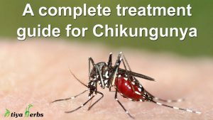 A complete treatment guide (medicine, diet, prevention, precautions, remedies) for Chikungunya