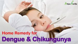 Control Dengue & Chikungunya with this Home Remedy Before it is late
