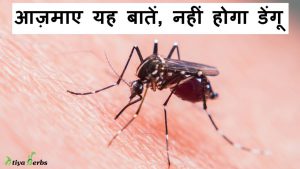 Must follow these tips to prevent Dengue | Treat Dengue at home