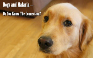 Dogs and Malaria – Do You Know The Connection?